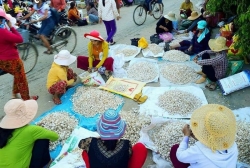 du lich thang 3 ve ly son mua toi bien xanh nang vang