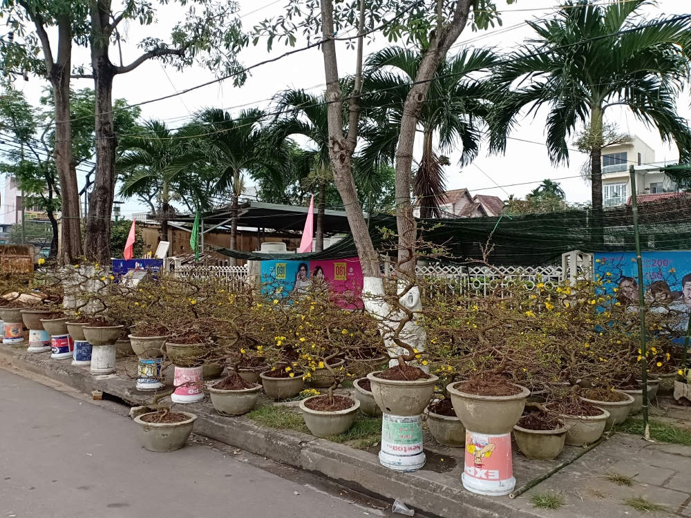 Hoa cảnh Tết ở Đà Nẵng vắng người mua Hoa cảnh Tết ở Đà Nẵng vắng người mua