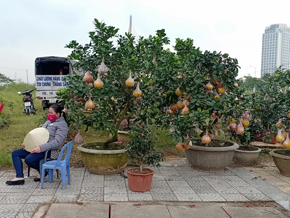 Hoa cảnh Tết ở Đà Nẵng vắng người mua Hoa cảnh Tết ở Đà Nẵng vắng người mua