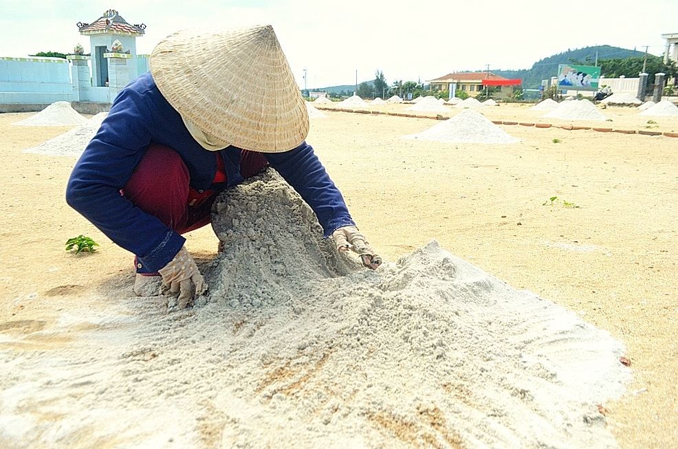 Nông dân Lý Sơn trồng hành tím trái vụ
