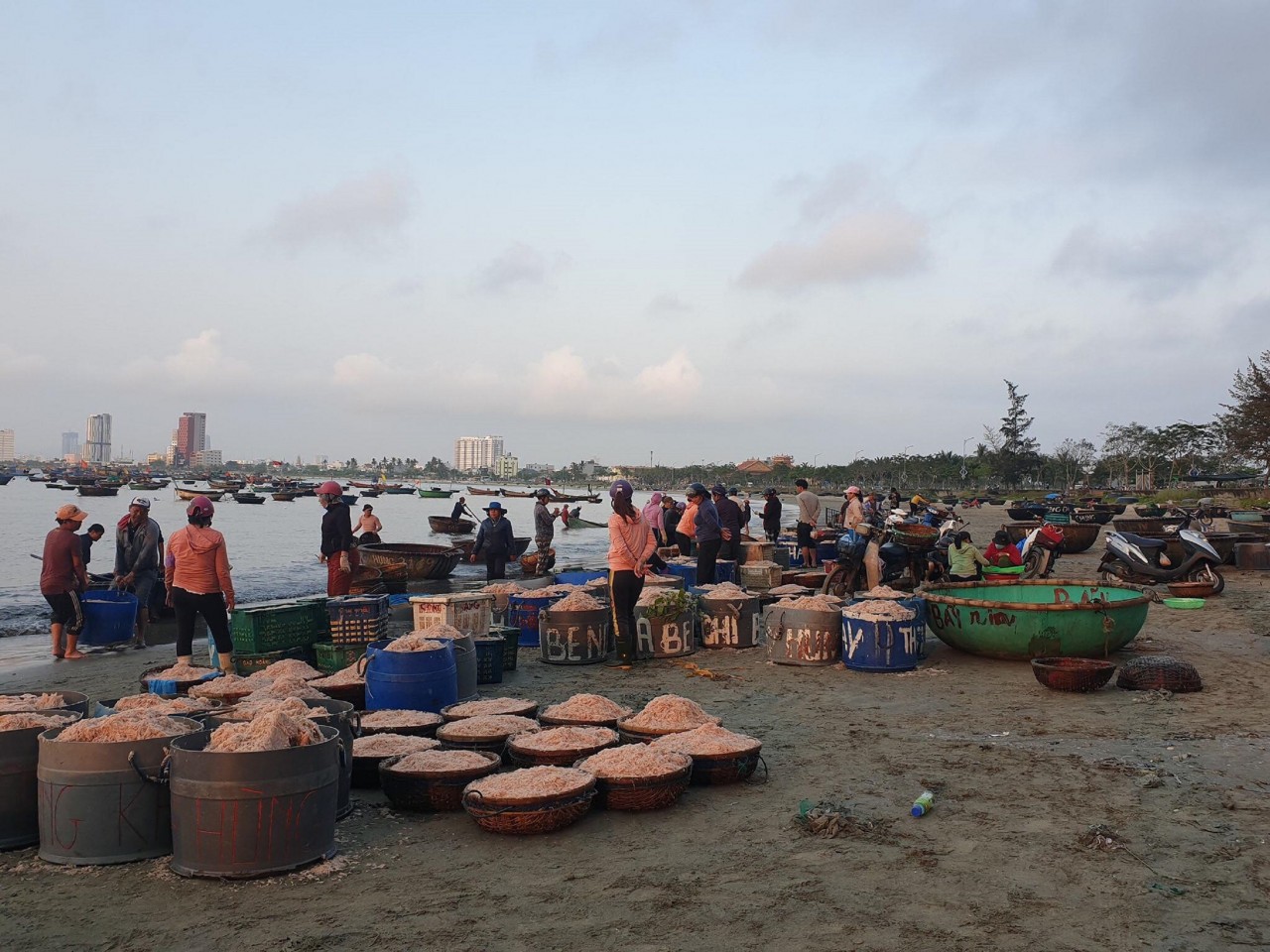 Ngư dân Đà Nẵng tất bật mùa ruốc biển