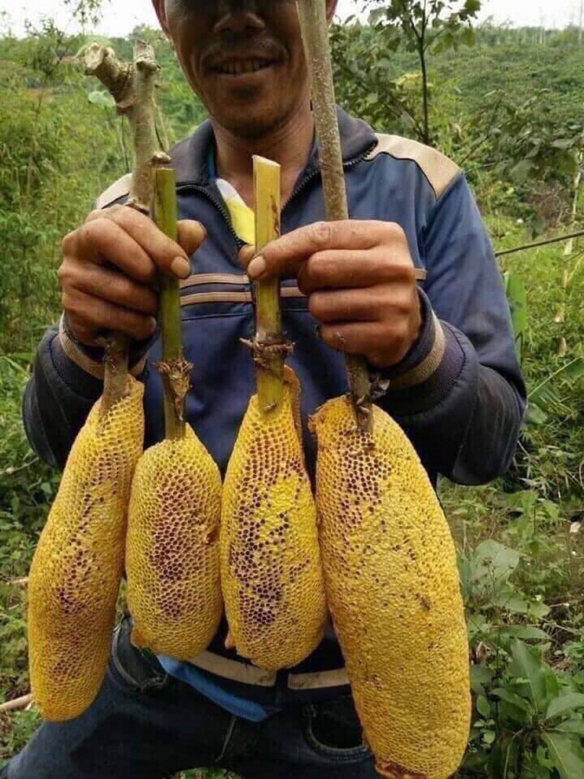 mua ong ruoi o dai ngan xanh