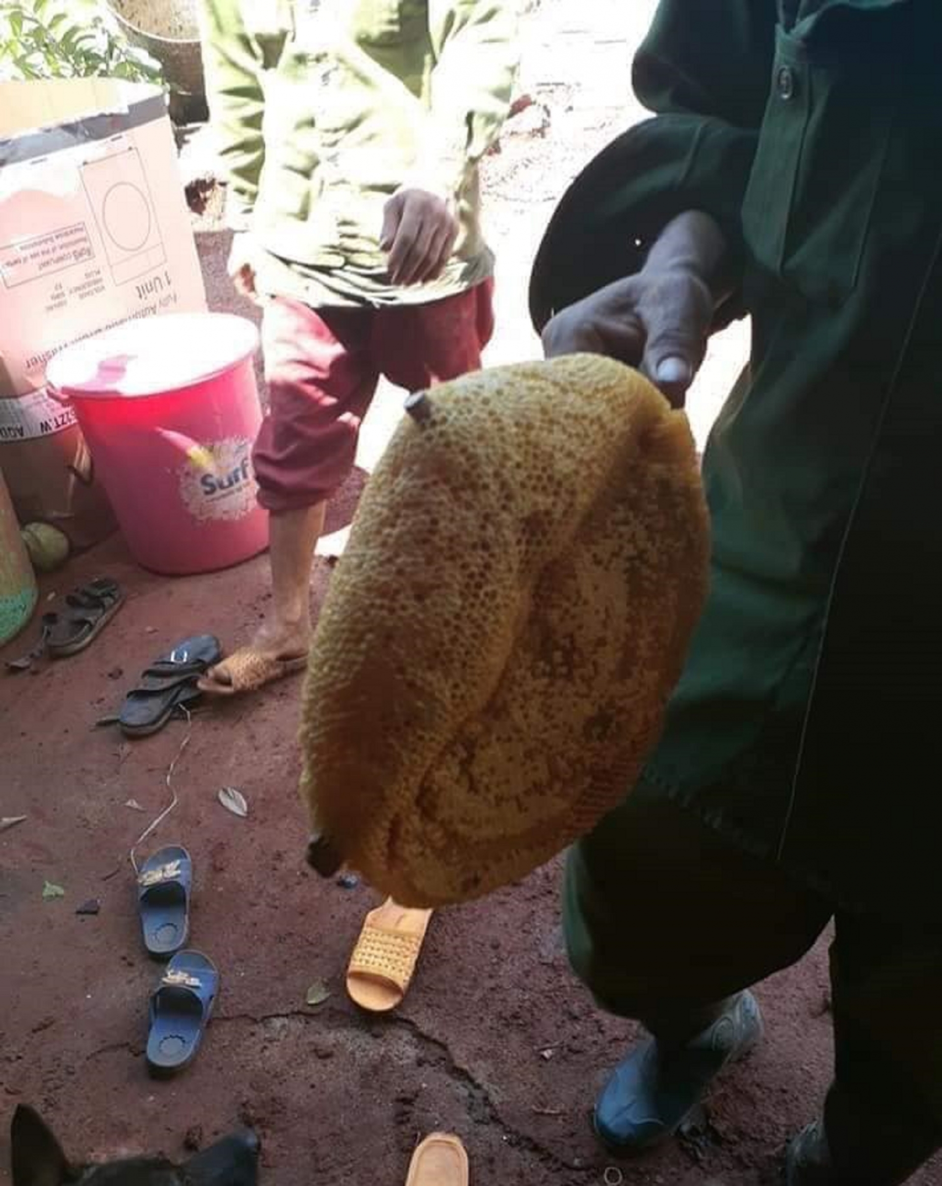 mua ong ruoi o dai ngan xanh