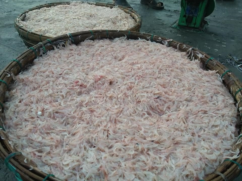 Vào mùa ruốc biển, ngư dân Đà Nẵng phấn khởi vì giá cao