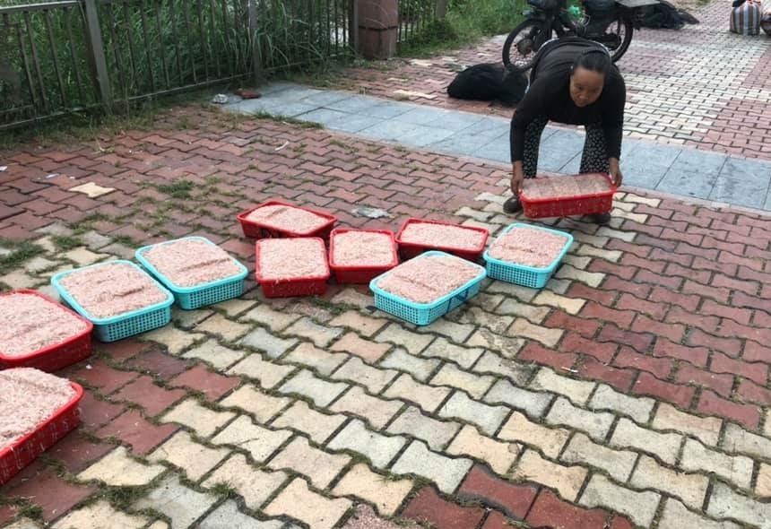 Vào mùa ruốc biển, ngư dân Đà Nẵng phấn khởi vì giá cao