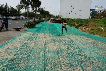 vao mua ruoc bien ngu dan da nang phan khoi vi gia cao
