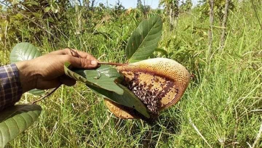 Vào rừng săn ong ruồi ở Tây Nguyên