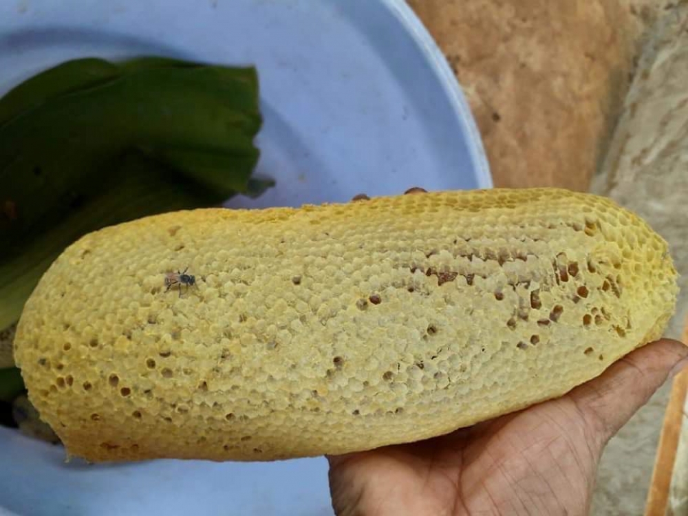 Vào rừng săn ong ruồi ở Tây Nguyên