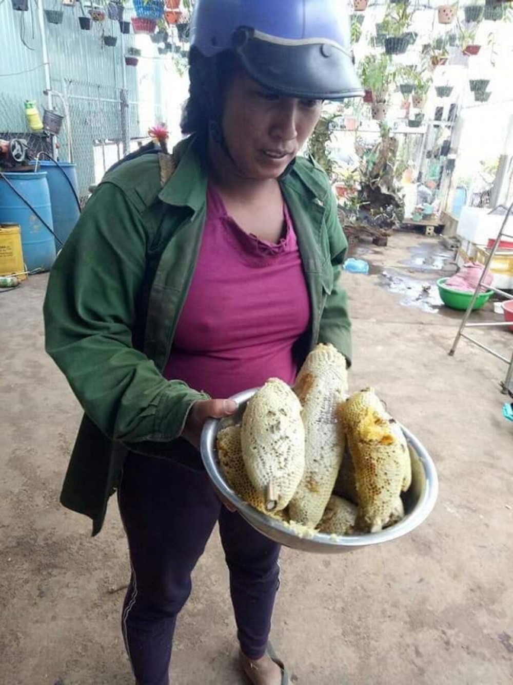 Vào rừng săn ong ruồi ở Tây Nguyên
