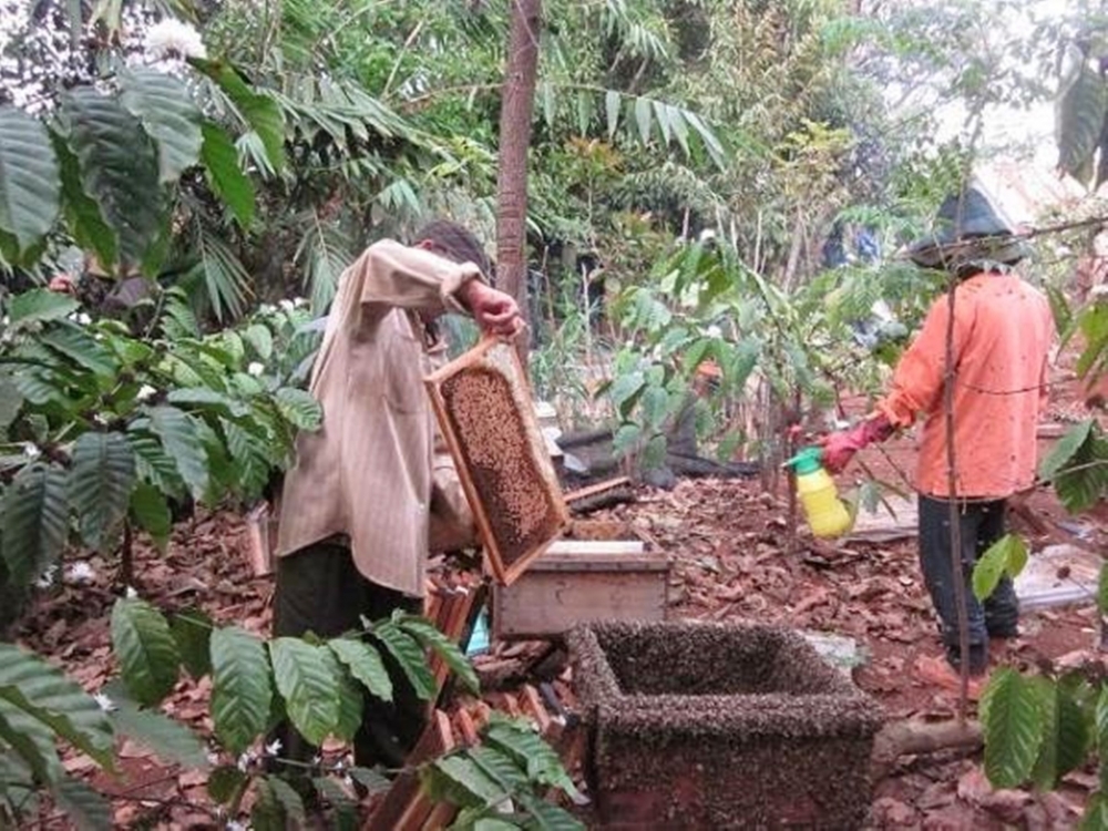 Tây Nguyên rộn ràng mùa ong mật