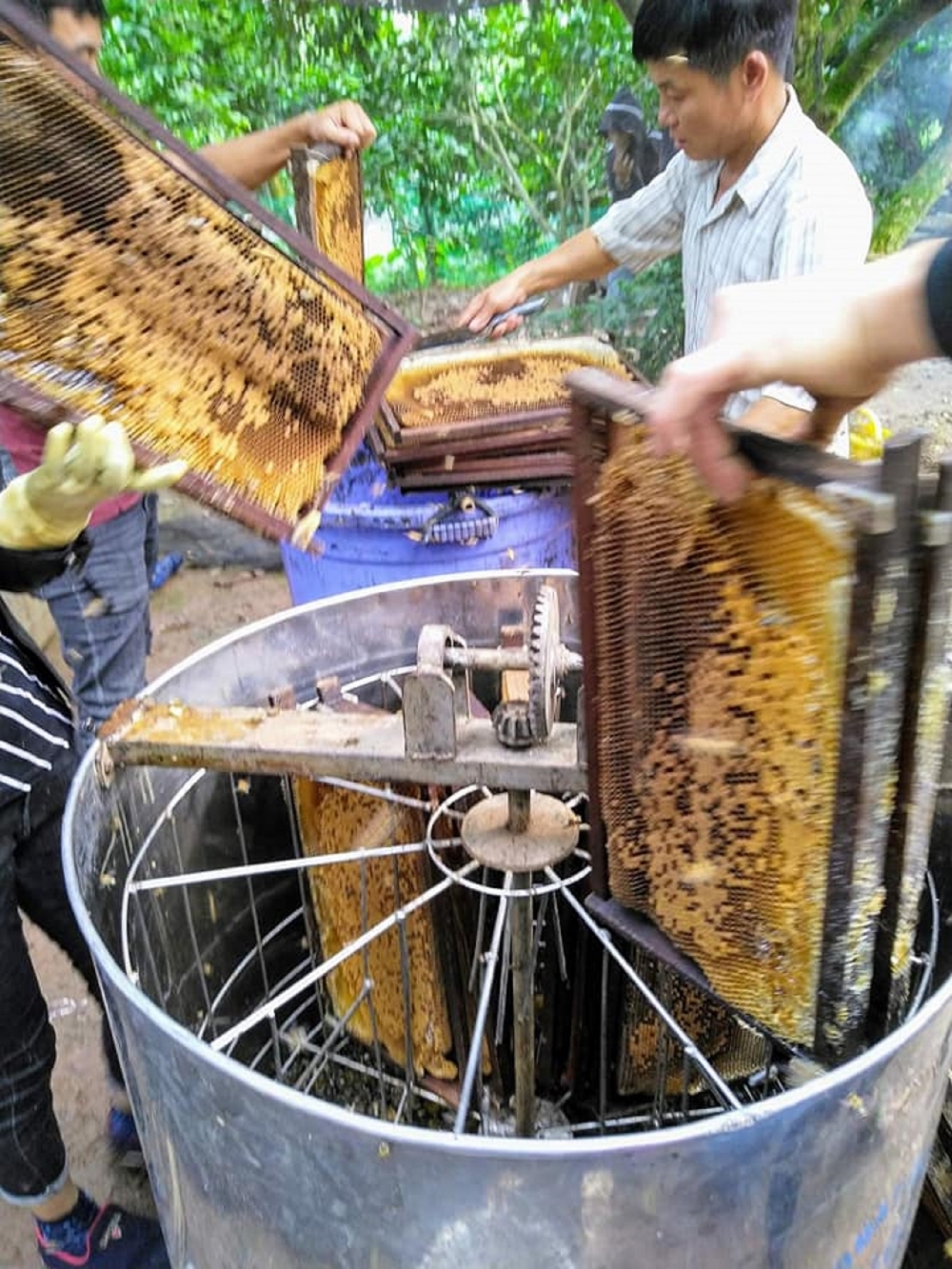 Tây Nguyên rộn ràng mùa ong mật
