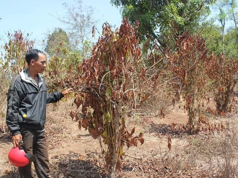 tay nguyen vao mua han nghe dao gieng thue len huong