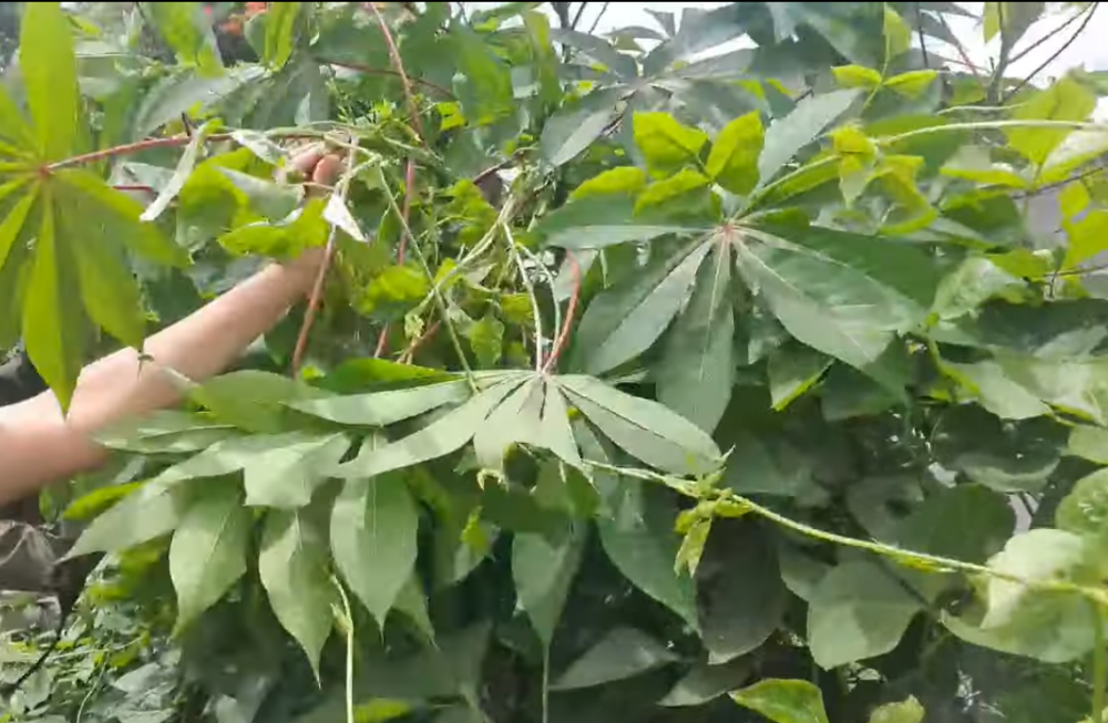 Lá mỳ xào ngon nức tiếng của người Jrai