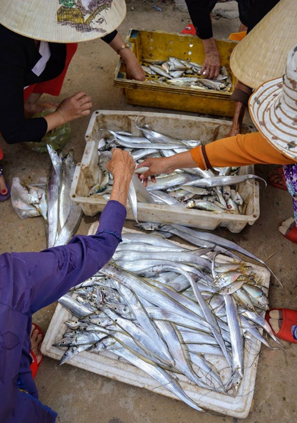 Phơi cá hố ở làng chài