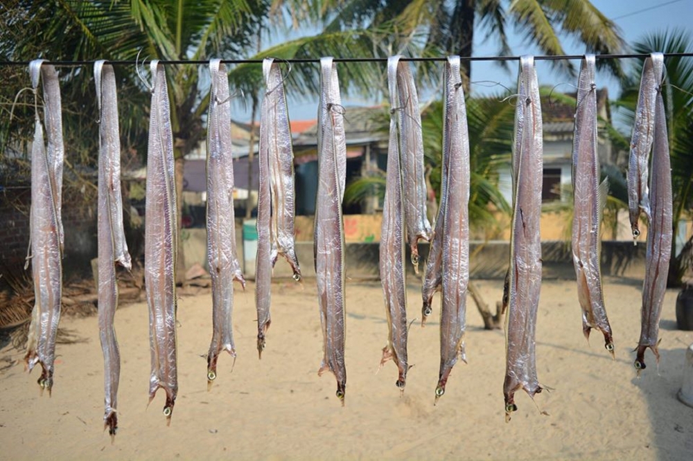 Phơi cá hố ở làng chài