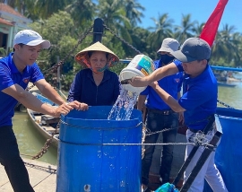 quang nam nuoc sach ve dao khat tam hai