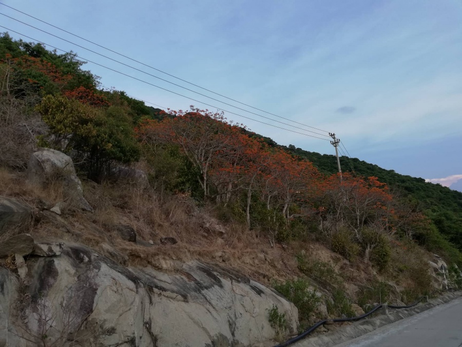 ngam ve dep cua loai cay duoc cong nhan la cay di san tren xu cu lao