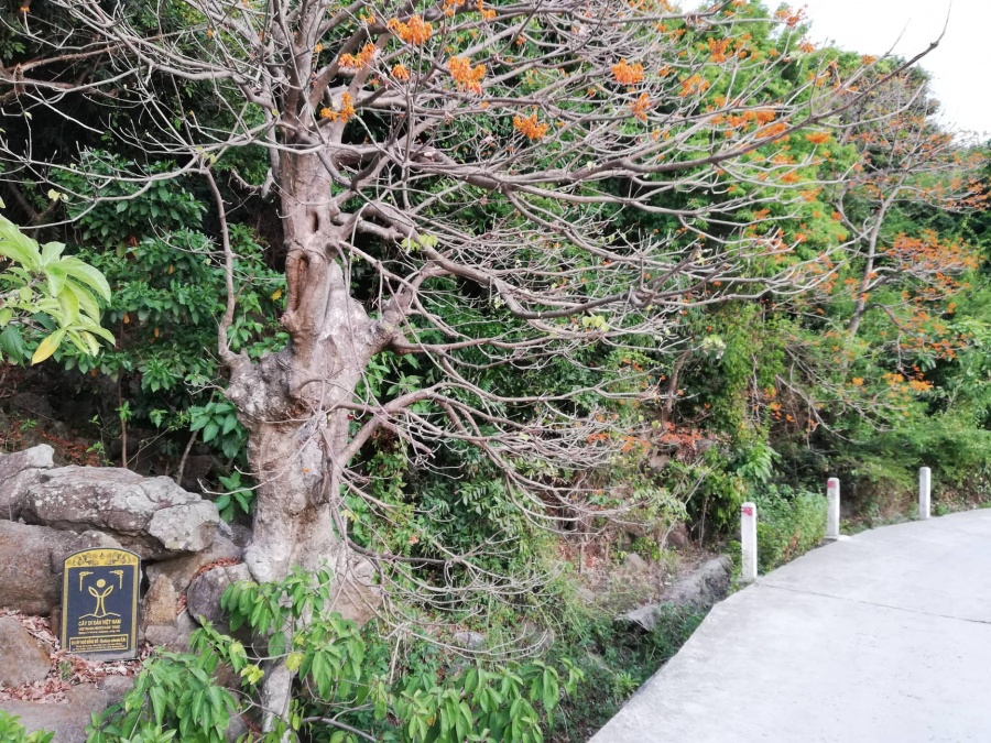 ngam ve dep cua loai cay duoc cong nhan la cay di san tren xu cu lao