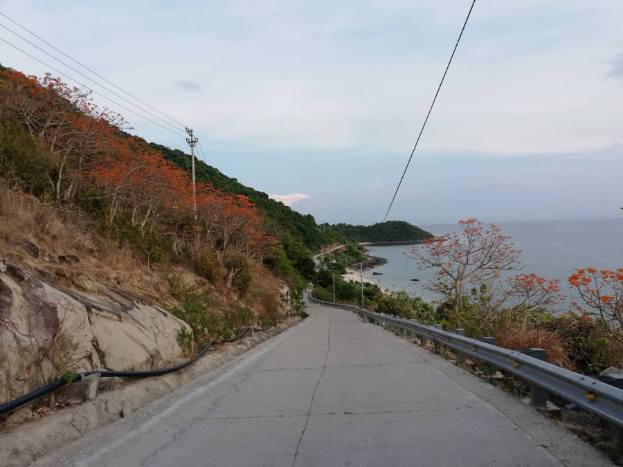 ngam ve dep cua loai cay duoc cong nhan la cay di san tren xu cu lao