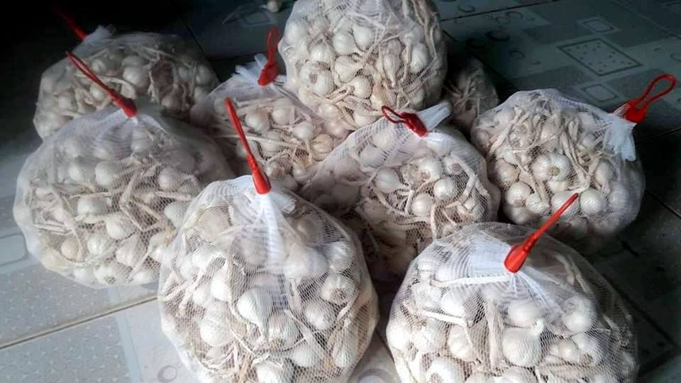 Giá tỏi xuống thấp, nông dân Lý Sơn mong hỗ trợ