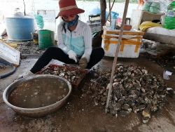 Thả lốp xe ô tô nuôi hàu ở Lăng Cô, mỗi ngày bán hàng chục tấn ra thị trường