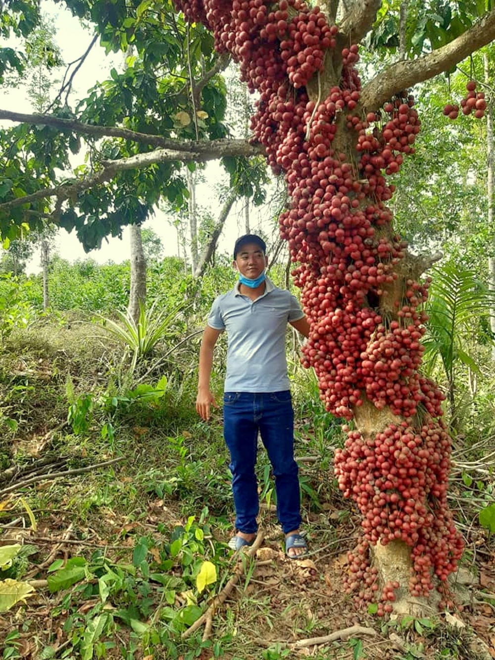 Dâu đất xứ Quảng: Hương vị miền sơn cước