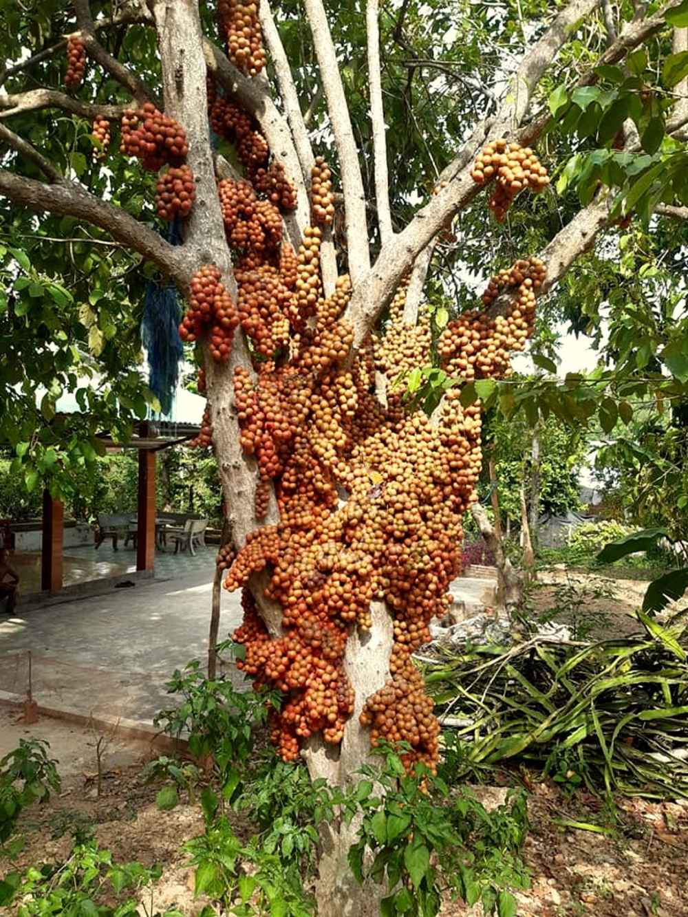 Dâu đất xứ Quảng: Hương vị miền sơn cước