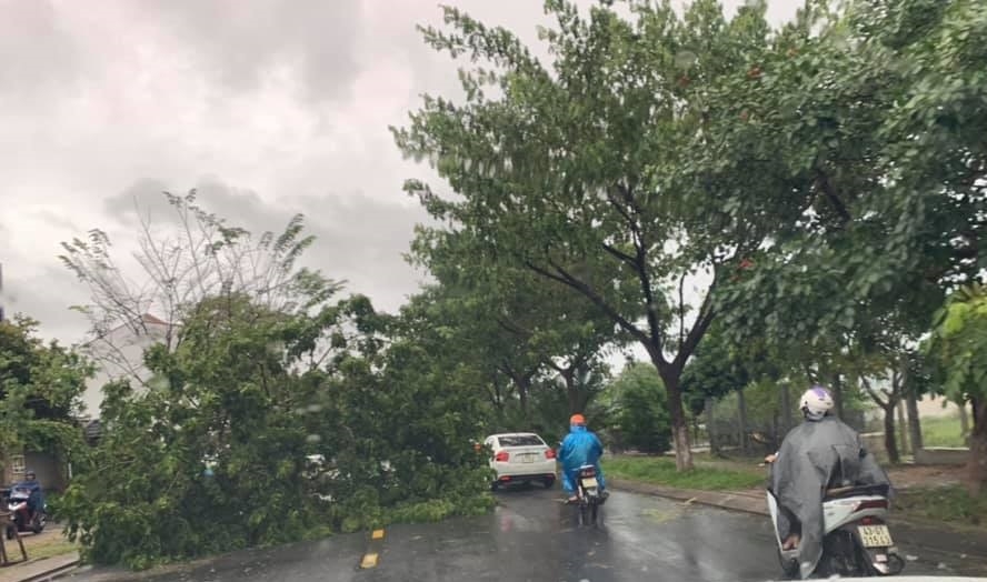 da nang hang loat cay xanh tren cac tuyen pho nga do do anh huong cua bao