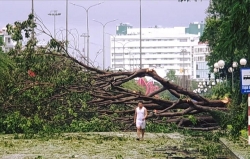 TP Quy Nhơn xác xơ sau bão số 5