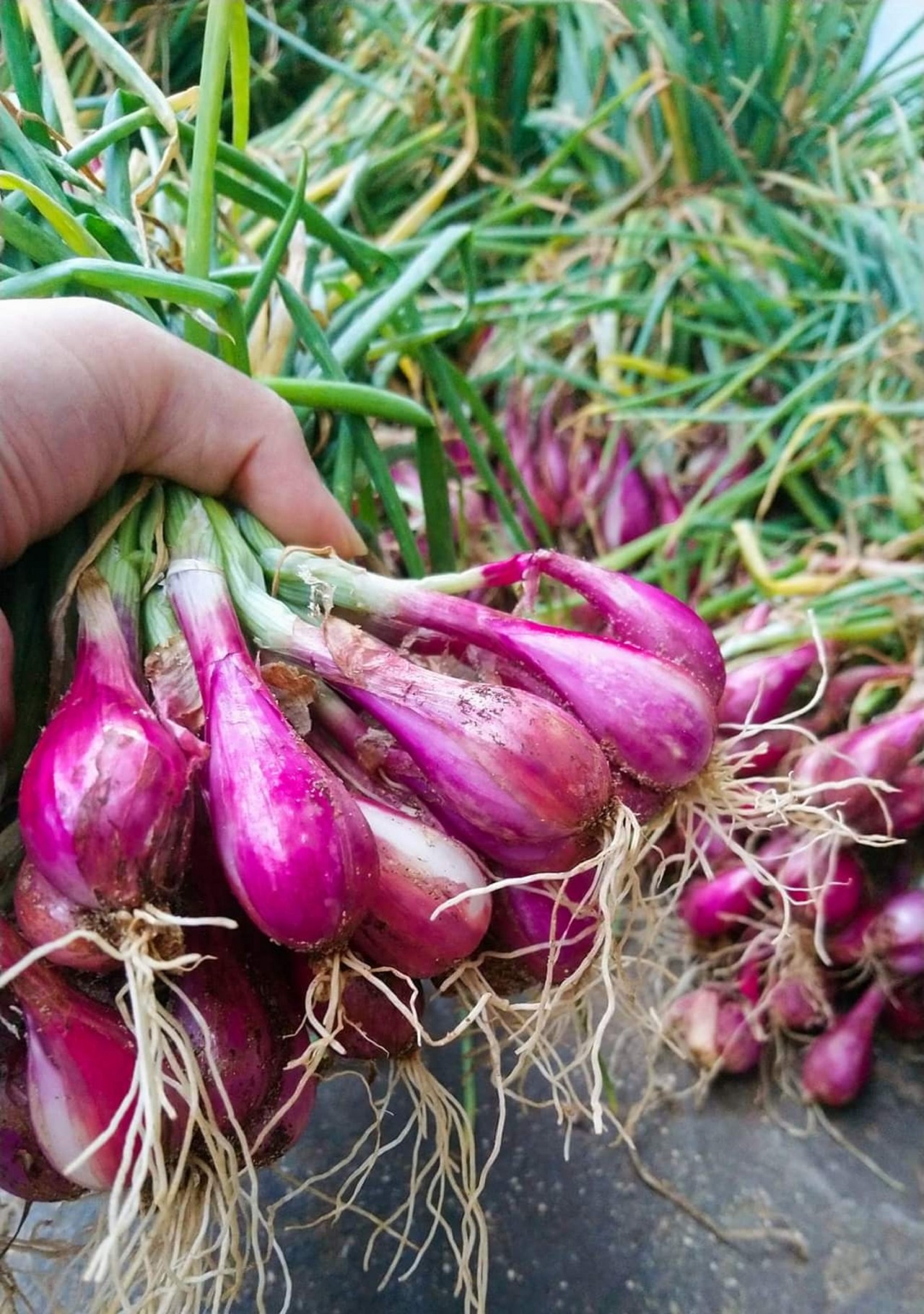 Lo thất thu, người dân Lý Sơn thu hoạch hành sớm