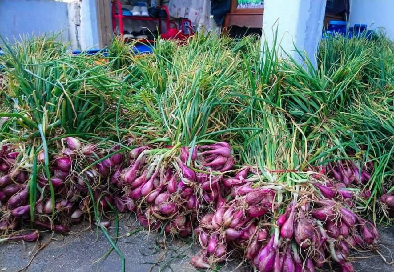 Lo thất thu, người dân Lý Sơn thu hoạch hành sớm