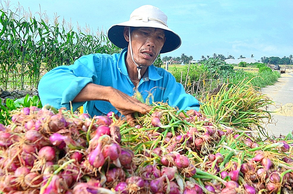 Lo thất thu, người dân Lý Sơn thu hoạch hành sớm