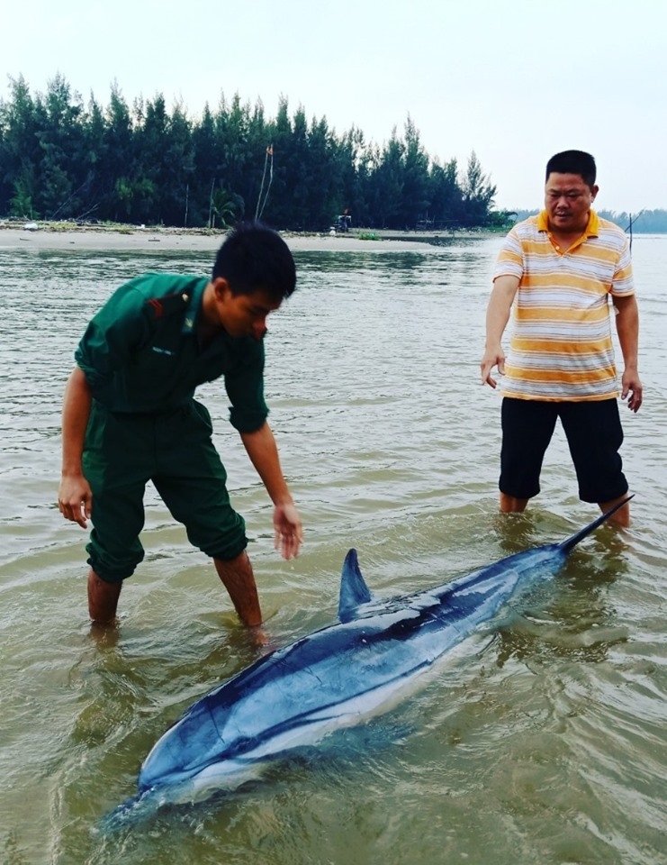cuu nhieu dong vat bien quy hiem lac vao vung bien hoi an
