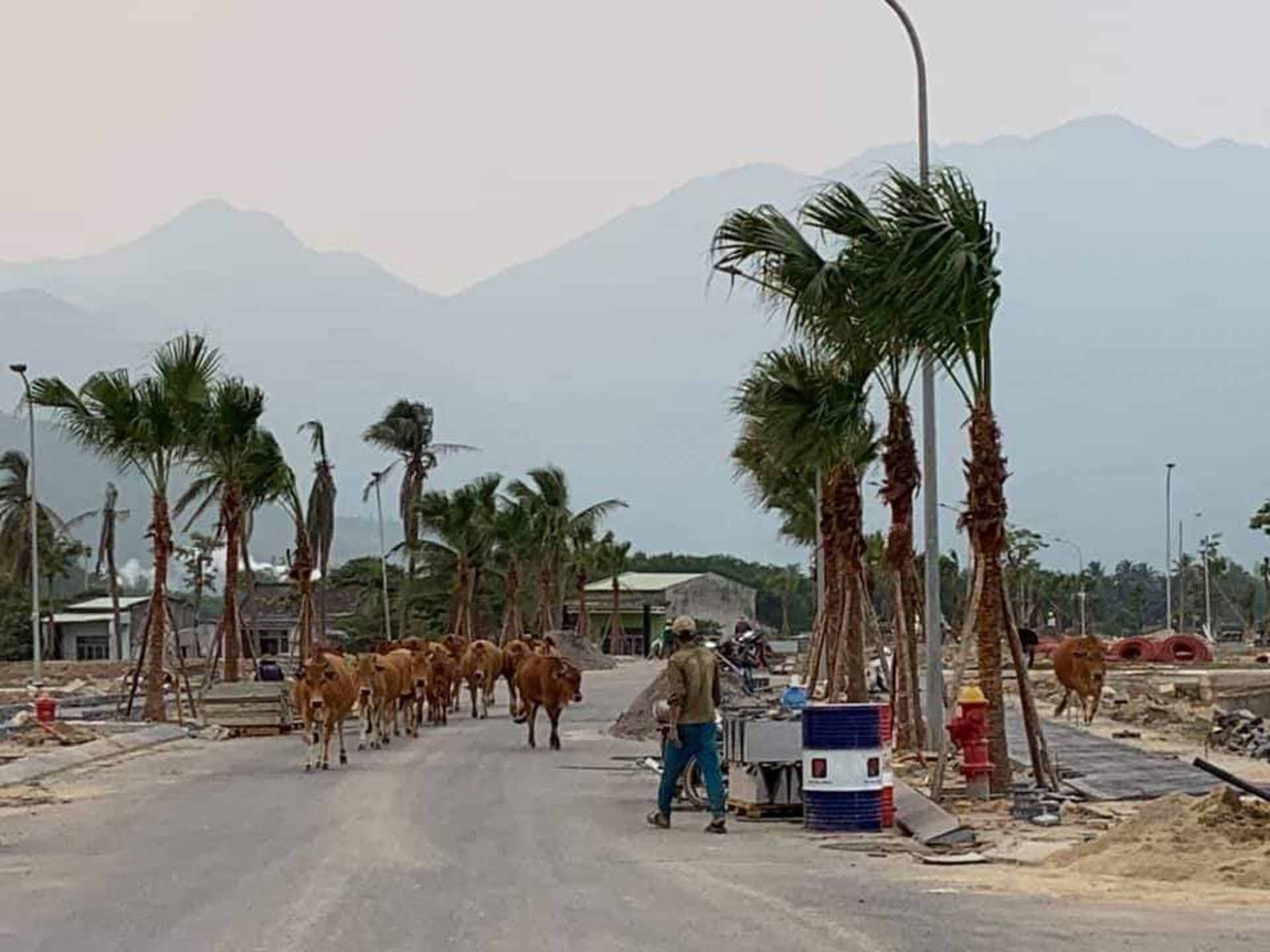 da nang bo tha rong gay mat my quan tiem an nguy co tai nan