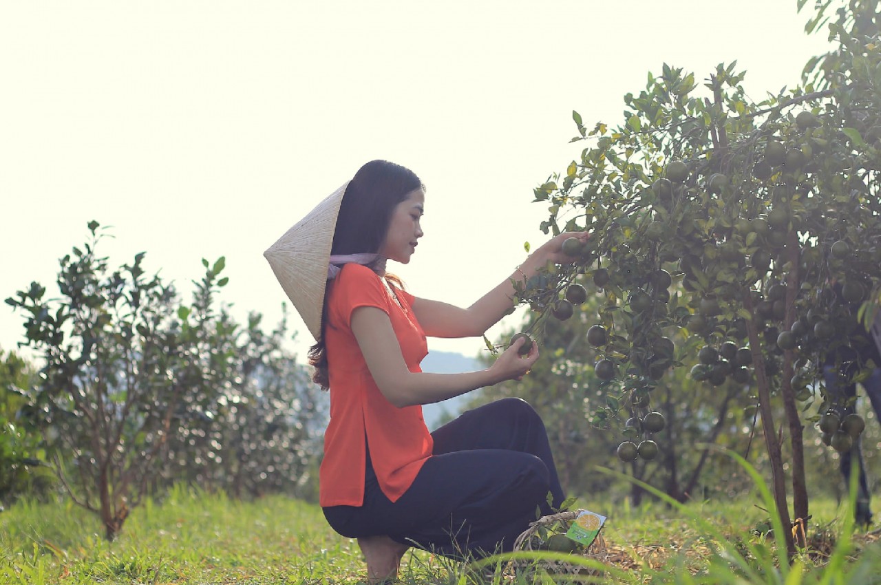 Chàng cử nhân bỏ phố về rừng làm nông nghiệp sạch