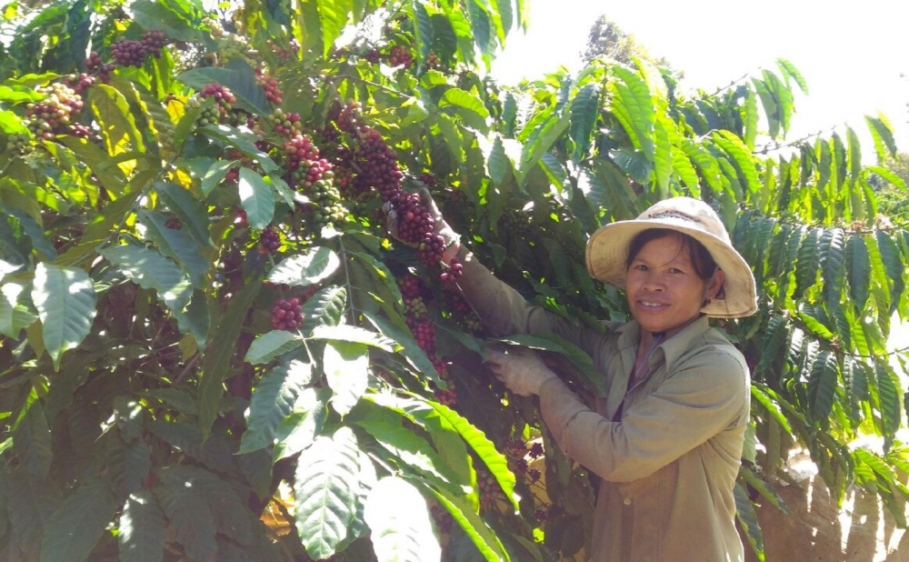 Mùa hái cà ở vùng gió chướng