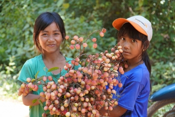 vai rung loc troi cua lu tre vung cao dong giang binh thuan
