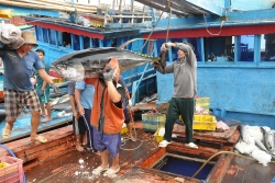 Gỡ bỏ "thẻ vàng" đối với thuỷ sản: Cần khẩn trương và quyết liệt