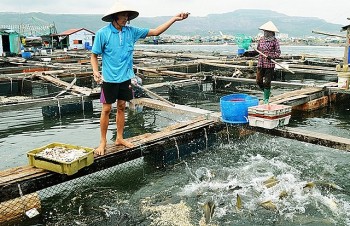 Chính phủ hỗ trợ 102 tỷ đồng để phát triển thủy sản