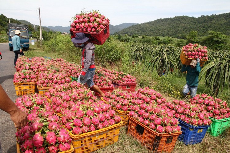 Bộ Công Thương kiến nghị tháo gỡ khó khăn thúc đẩy tiêu thụ thanh long
