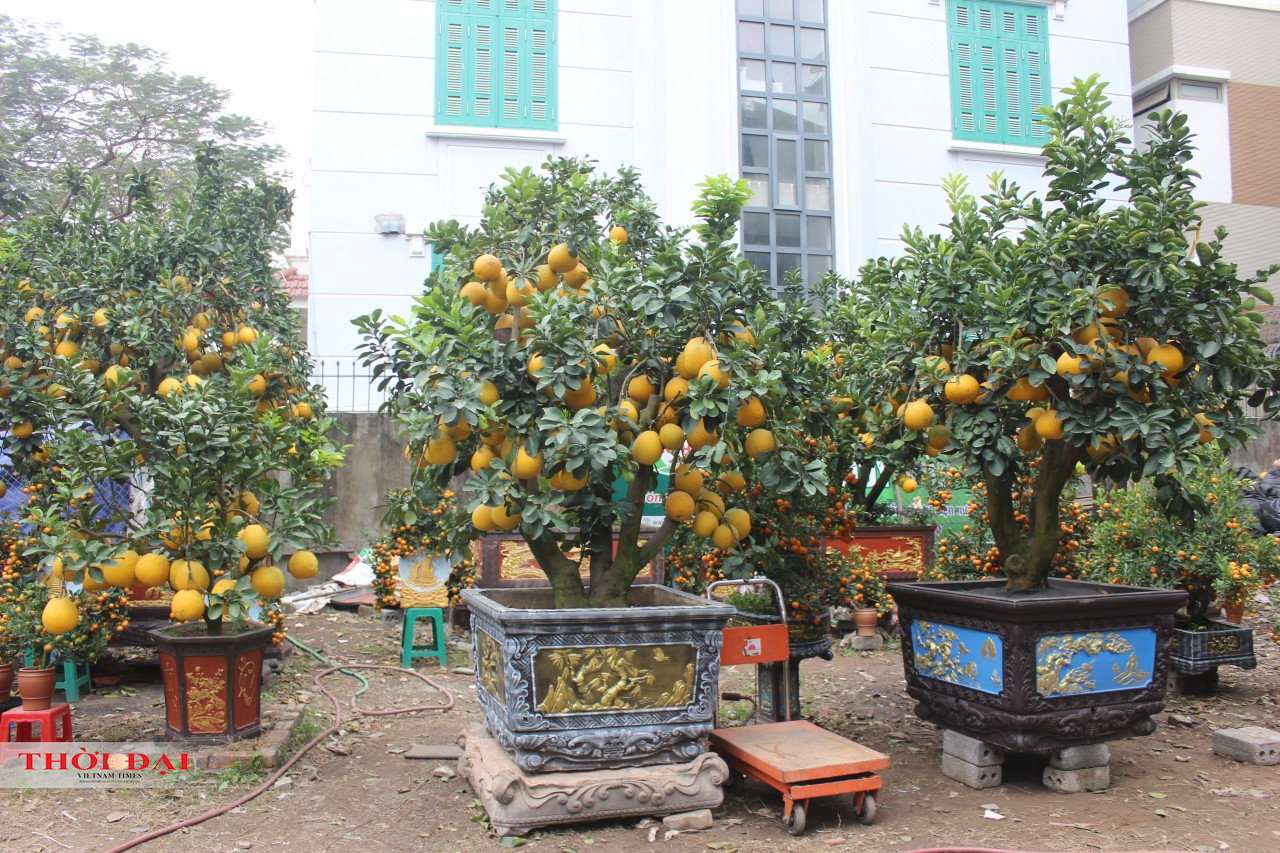 Thị trường cây cảnh Tết 2022: Bưởi cảnh “xuống phố”, giảm cả về số lượng và giá cả Thị trường cây cảnh Tết 2022: Bưởi cảnh “xuống phố”, giảm cả về số lượng và giá cả