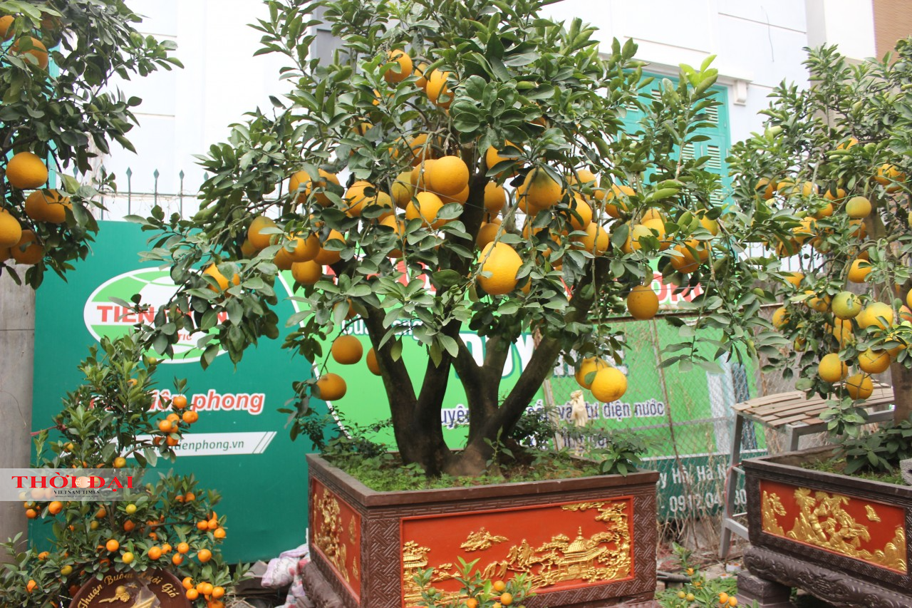 Thị trường cây cảnh Tết 2022 tại Hà Nội: Bưởi cảnh “xuống phố”, giảm cả về số lượng và giá cả Thị trường cây cảnh Tết 2022 tại Hà Nội: Bưởi cảnh “xuống phố”, giảm cả về số lượng và giá cả