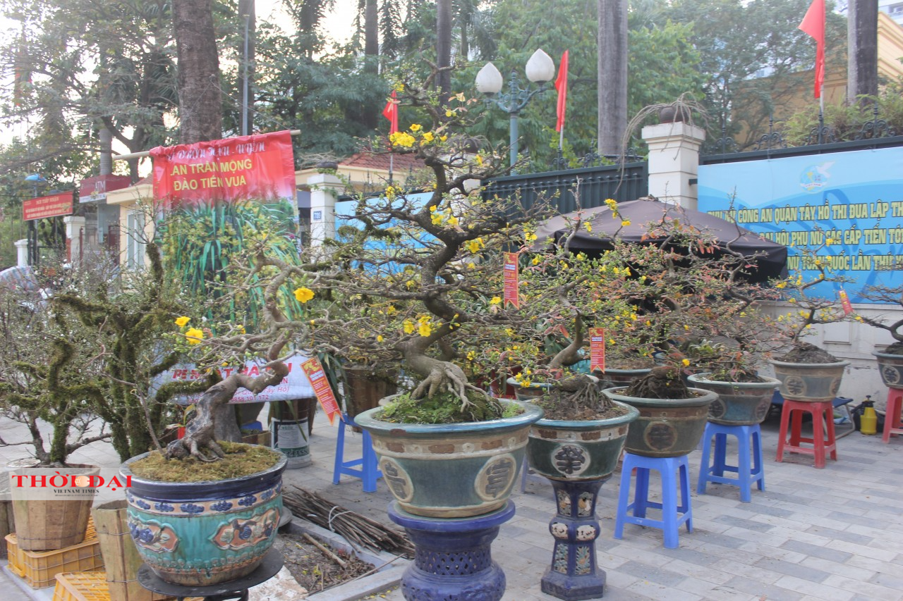 Không khí Tết tràn ngập tại các phố phường ở Hà Nội