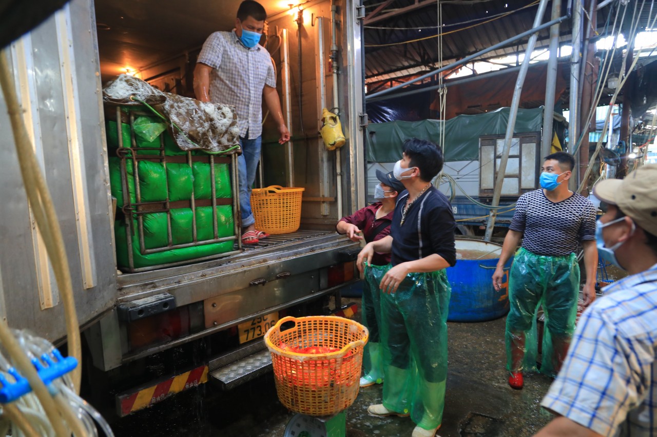 Đa dạng các loại cá chép phục vụ cúng ông Công, ông Táo