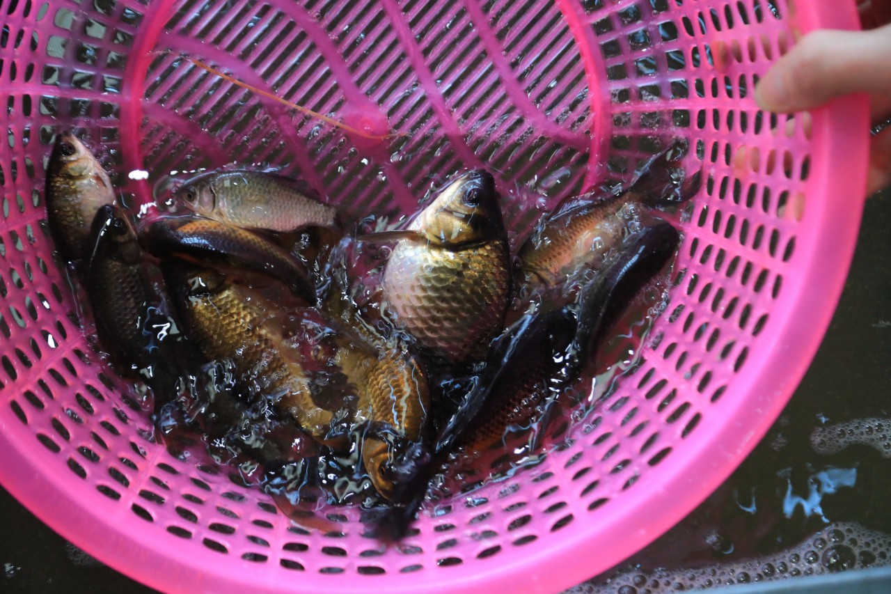 Cá chép đen Tam Dương có giá 130.000 đồng/kg.