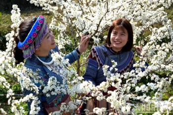 Lên cao nguyên Bắc Hà mùa hoa mận trắng tinh khôi