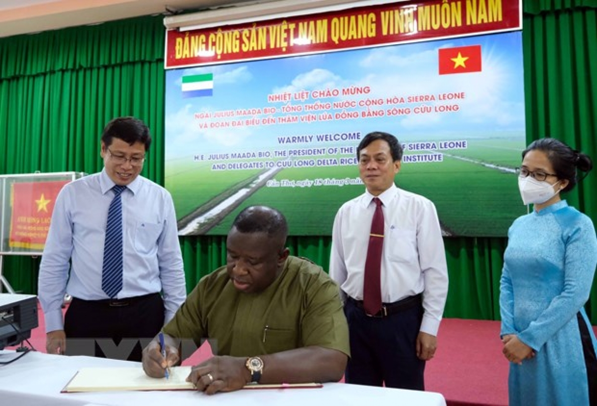Tổng thống Julius Maada Bio bày tỏ mong muốn thắt chặt quan hệ hợp tác trên lĩnh vực nông nghiệp với Việt Nam, được hỗ trợ chuyển giao tiến bộ khoa học về cây lúa, chia sẻ các kinh nghiệm giải quyết vấn đề huy động nguồn lực tư nhân vào sản xuất, kết hợp giải quyết các vấn đề về thủy lợi, cơ giới hóa nông nghiệp trong sản xuất lúa. Trong ảnh: Tổng thống Cộng hòa Sierra Leone Julius Maada Bio viết sổ lưu niệm tại Viện Lúa Đồng bằng sông Cửu Long. Ảnh: Thanh Liêm/TTXVN