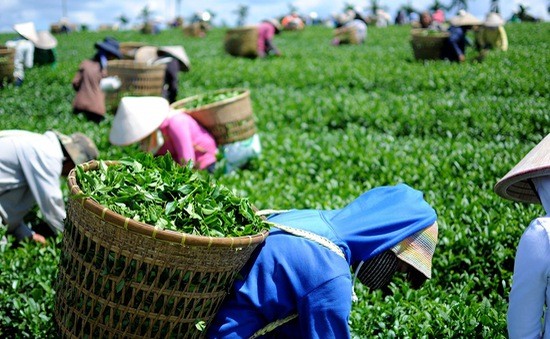 Đài Loan tăng nhập khẩu chè từ thị trường Việt Nam | Báo Công Thương