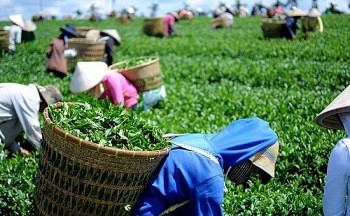 Sản phẩm chè của Việt Nam có thị phần lớn tại Đài Loan