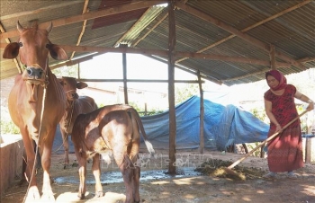 Hoàn thiện khuôn khổ pháp lý về tổ chức, hoạt động của Quỹ Hỗ trợ nông dân